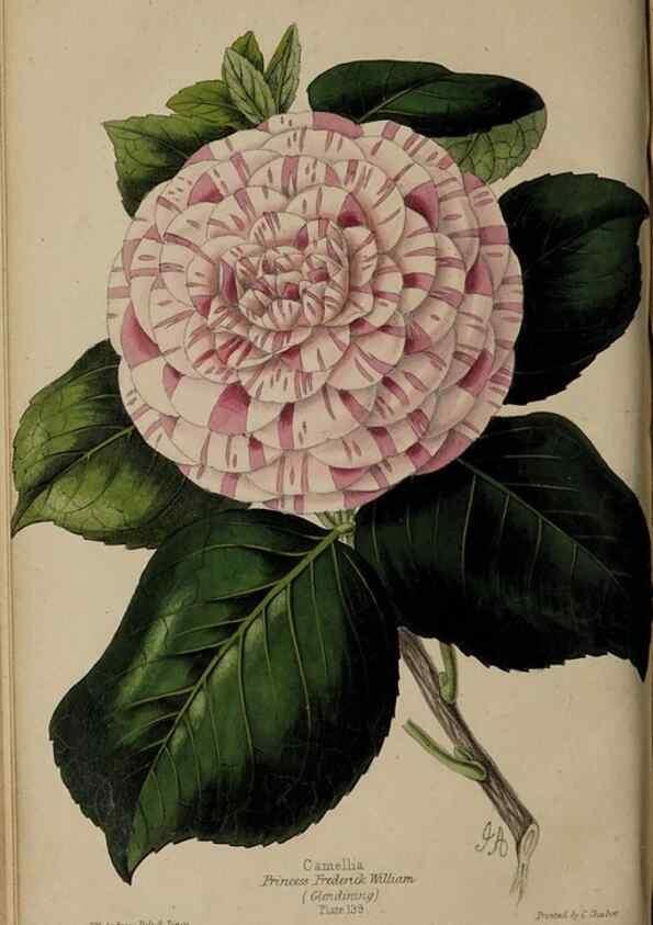 Reproducción/Reproduction 39638400853: The florist, fruitist, and garden miscellany.. London :Chapman and Hall,1852-. 