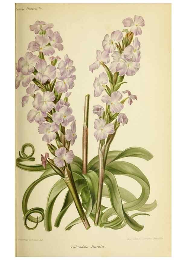 Reproducción/Reproduction 46704681631: Revue horticole.. Paris :Librairie agricole de la maison rustique,1829-1974.. 