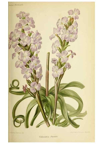 Reproducción/Reproduction 46704681631: Revue horticole.. Paris :Librairie agricole de la maison rustique,1829-1974.. 
