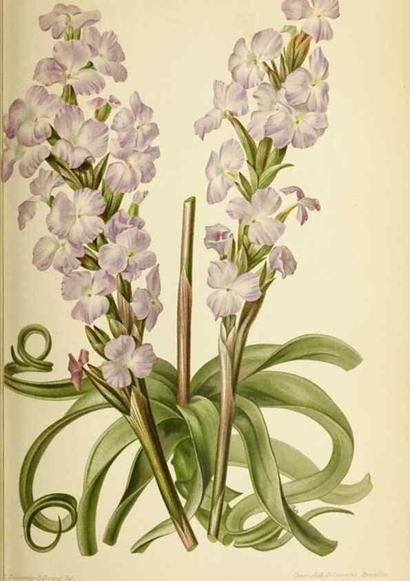 Reproducción/Reproduction 46704681631: Revue horticole.. Paris :Librairie agricole de la maison rustique,1829-1974.. 