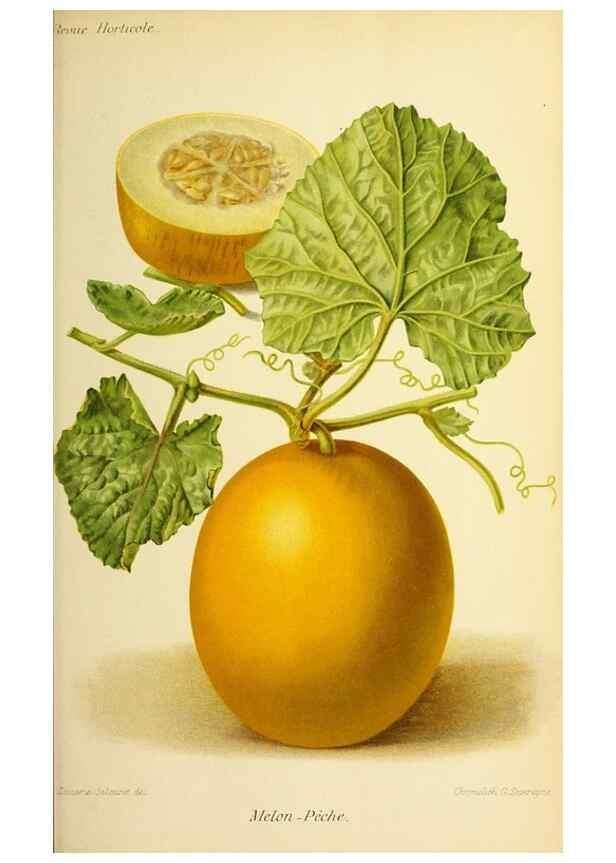 Reproducción/Reproduction 46651799562: Revue horticole.. Paris :Librairie agricole de la maison rustique,1829-1974.. 