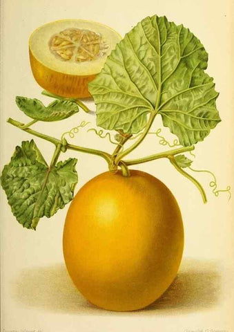Reproducción/Reproduction 46651799562: Revue horticole.. Paris :Librairie agricole de la maison rustique,1829-1974.. 