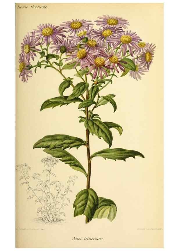 Reproducción/Reproduction 46704534461: Revue horticole.. Paris :Librairie agricole de la maison rustique,1829-1974.. 