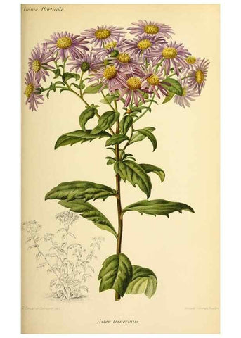 Reproducción/Reproduction 46704534461: Revue horticole.. Paris :Librairie agricole de la maison rustique,1829-1974.. 