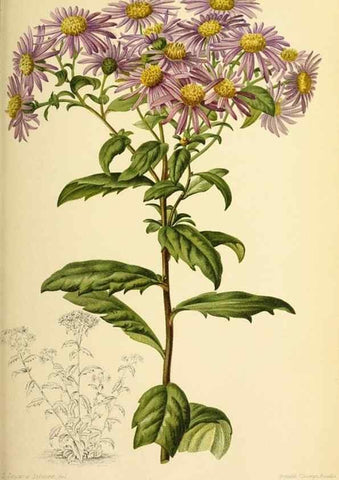Reproducción/Reproduction 46704534461: Revue horticole.. Paris :Librairie agricole de la maison rustique,1829-1974.. 