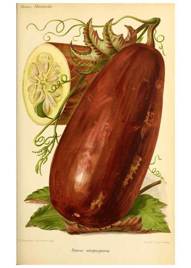 Reproducción/Reproduction 39739618243: Revue horticole.. Paris :Librairie agricole de la maison rustique,1829-1974.. 