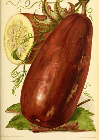 Reproducción/Reproduction 39739618243: Revue horticole.. Paris :Librairie agricole de la maison rustique,1829-1974.. 