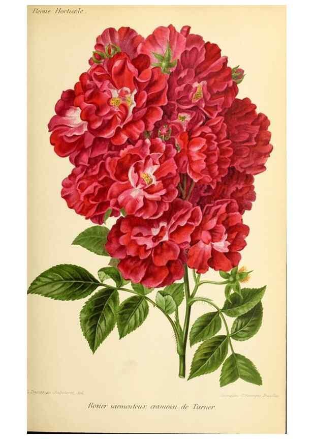 Reproducción/Reproduction 46651904852: Revue horticole.. Paris :Librairie agricole de la maison rustique,1829-1974.. 