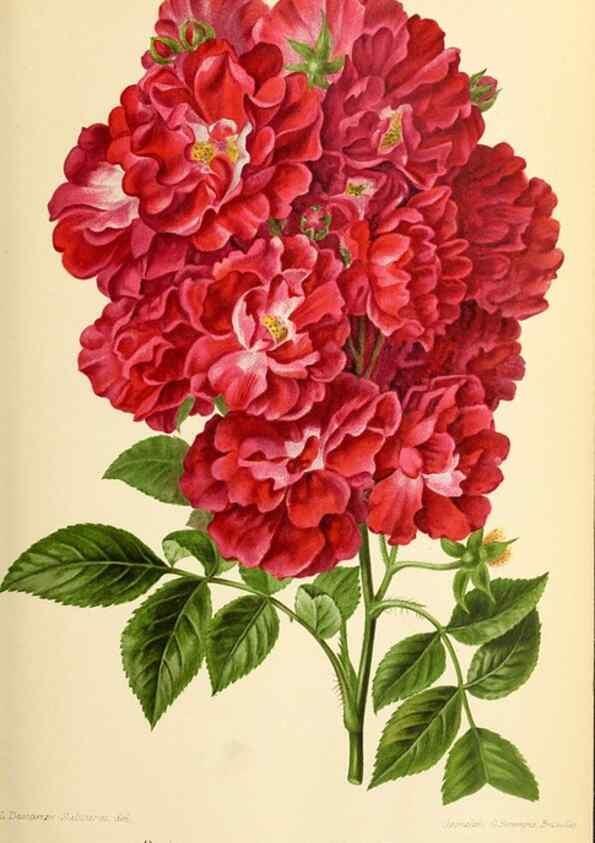 Reproducción/Reproduction 46651904852: Revue horticole.. Paris :Librairie agricole de la maison rustique,1829-1974.. 