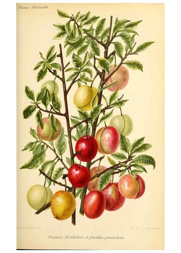 Reproducción/Reproduction 45789205845: Revue horticole.. Paris :Librairie agricole de la maison rustique,1829-1974.. 