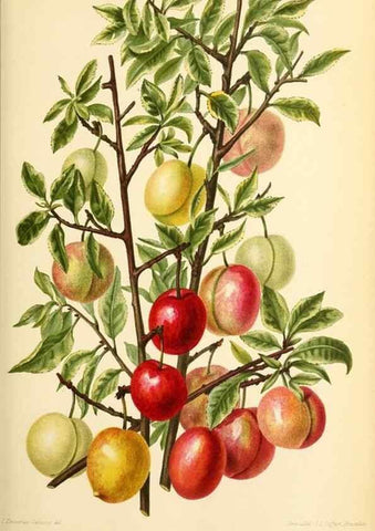Reproducción/Reproduction 45789205845: Revue horticole.. Paris :Librairie agricole de la maison rustique,1829-1974.. 