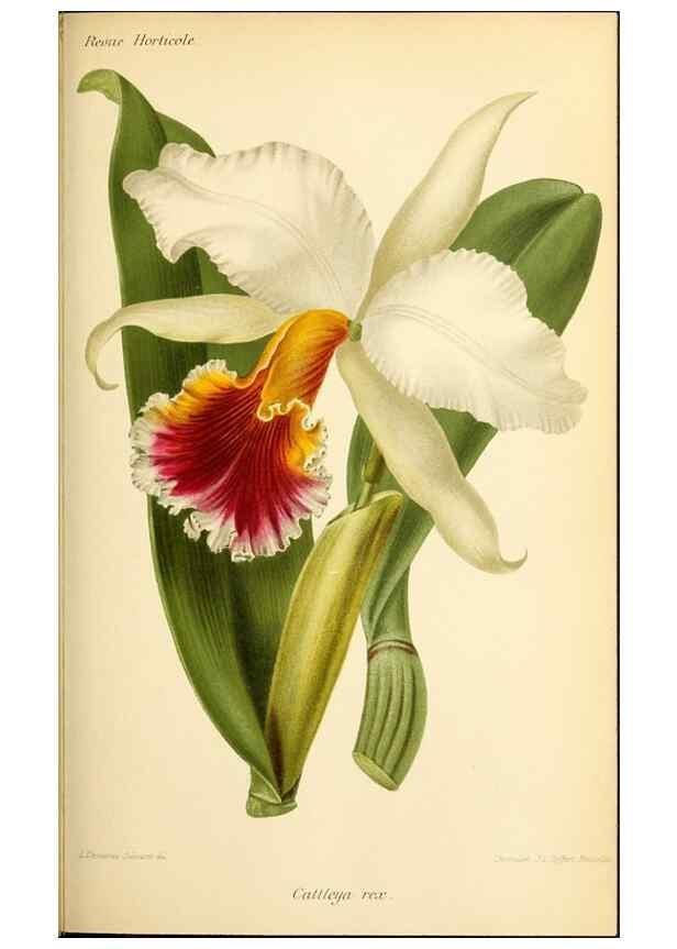 Reproducción/Reproduction 45789206465: Revue horticole.. Paris :Librairie agricole de la maison rustique,1829-1974.. 