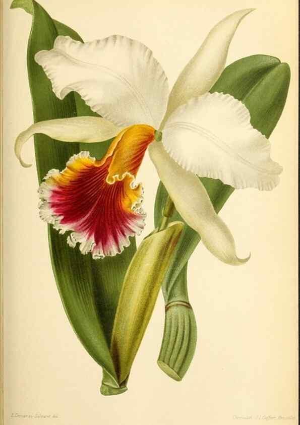 Reproducción/Reproduction 45789206465: Revue horticole.. Paris :Librairie agricole de la maison rustique,1829-1974.. 
