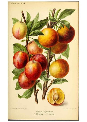 Reproducción/Reproduction 31763272897: Revue horticole.. Paris :Librairie agricole de la maison rustique,1829-1974.. 