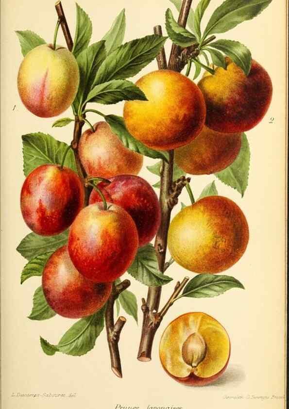 Reproducción/Reproduction 31763272897: Revue horticole.. Paris :Librairie agricole de la maison rustique,1829-1974.. 