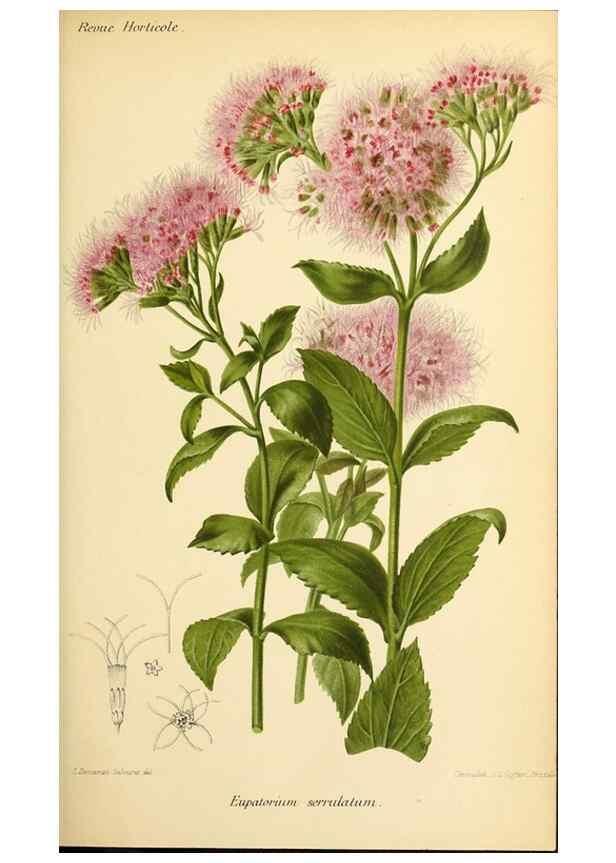 Reproducción/Reproduction 45979908014: Revue horticole.. Paris :Librairie agricole de la maison rustique,1829-1974.. 