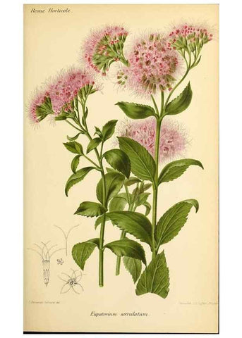 Reproducción/Reproduction 45979908014: Revue horticole.. Paris :Librairie agricole de la maison rustique,1829-1974.. 