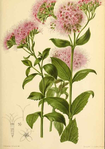 Reproducción/Reproduction 45979908014: Revue horticole.. Paris :Librairie agricole de la maison rustique,1829-1974.. 