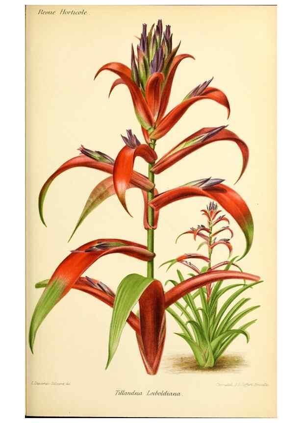 Reproducción/Reproduction 39739628033: Revue horticole.. Paris :Librairie agricole de la maison rustique,1829-1974.. 