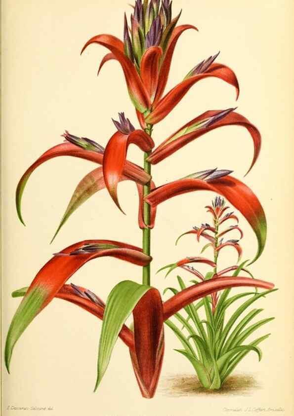 Reproducción/Reproduction 39739628033: Revue horticole.. Paris :Librairie agricole de la maison rustique,1829-1974.. 