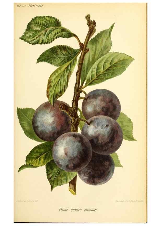 Reproducción/Reproduction 46704644991: Revue horticole.. Paris :Librairie agricole de la maison rustique,1829-1974.. 