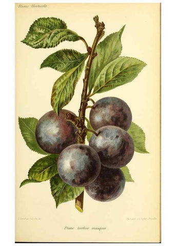 Reproducción/Reproduction 46704644991: Revue horticole.. Paris :Librairie agricole de la maison rustique,1829-1974.. 