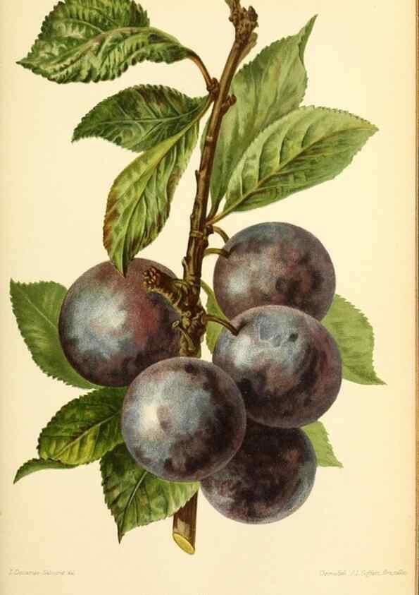 Reproducción/Reproduction 46704644991: Revue horticole.. Paris :Librairie agricole de la maison rustique,1829-1974.. 