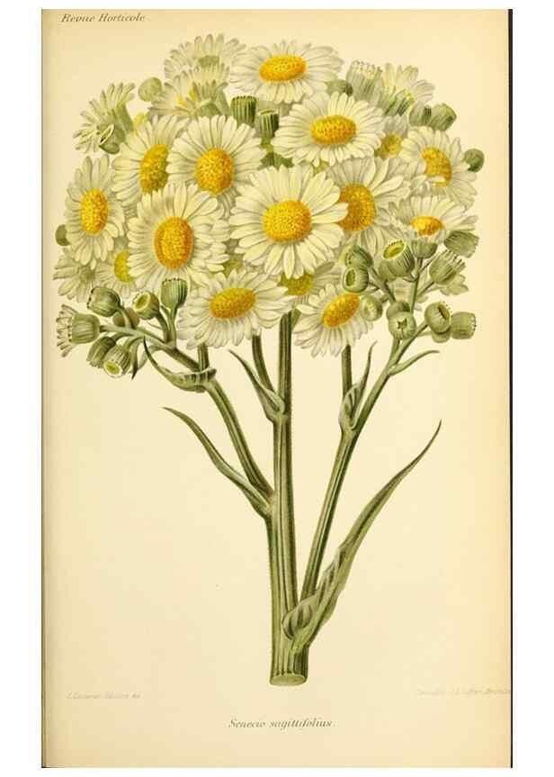 Reproducción/Reproduction 45789214165: Revue horticole.. Paris :Librairie agricole de la maison rustique,1829-1974.. 