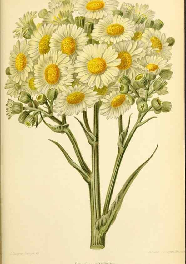 Reproducción/Reproduction 45789214165: Revue horticole.. Paris :Librairie agricole de la maison rustique,1829-1974.. 