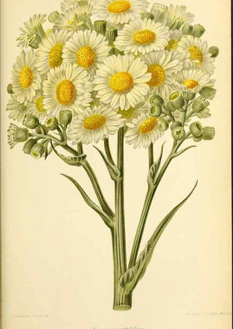 Reproducción/Reproduction 45789214165: Revue horticole.. Paris :Librairie agricole de la maison rustique,1829-1974.. 
