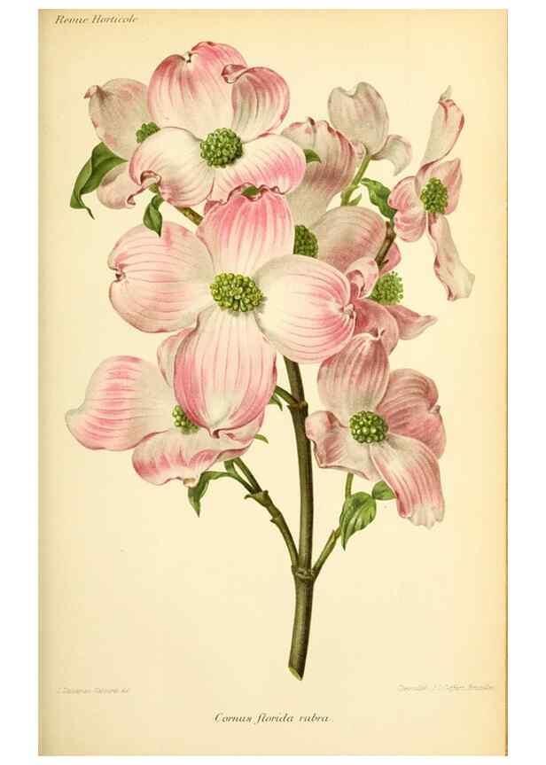 Reproducción/Reproduction 31763278227: Revue horticole.. Paris :Librairie agricole de la maison rustique,1829-1974.. 