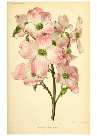 Reproducción/Reproduction 31763278227: Revue horticole.. Paris :Librairie agricole de la maison rustique,1829-1974.. 