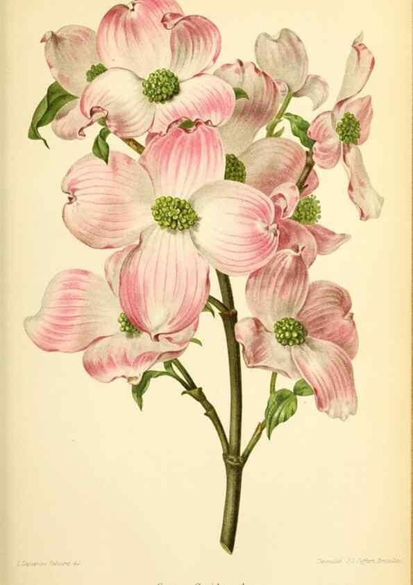 Reproducción/Reproduction 31763278227: Revue horticole.. Paris :Librairie agricole de la maison rustique,1829-1974.. 