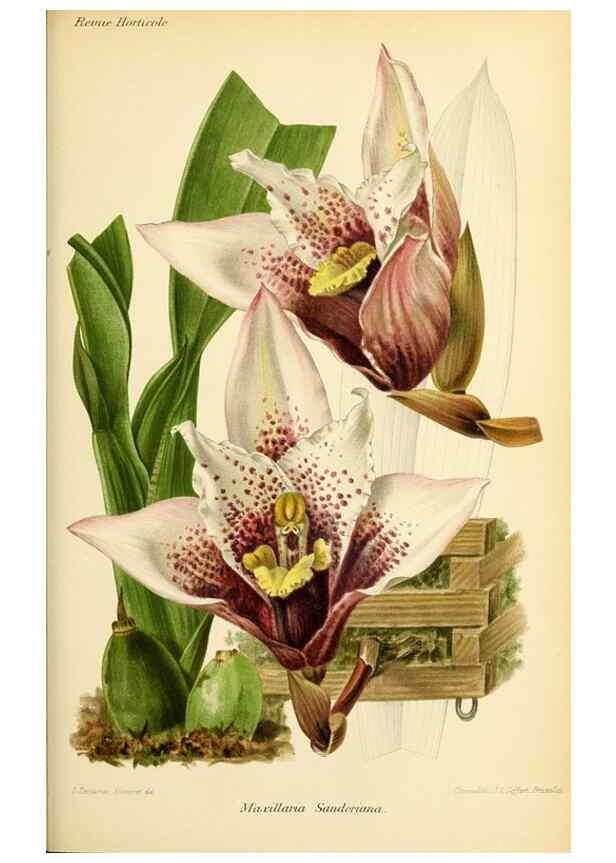 Reproducción/Reproduction 45979920094: Revue horticole.. Paris :Librairie agricole de la maison rustique,1829-1974.. 