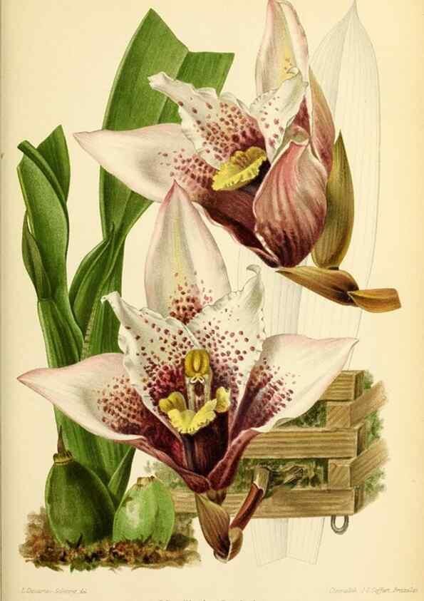 Reproducción/Reproduction 45979920094: Revue horticole.. Paris :Librairie agricole de la maison rustique,1829-1974.. 