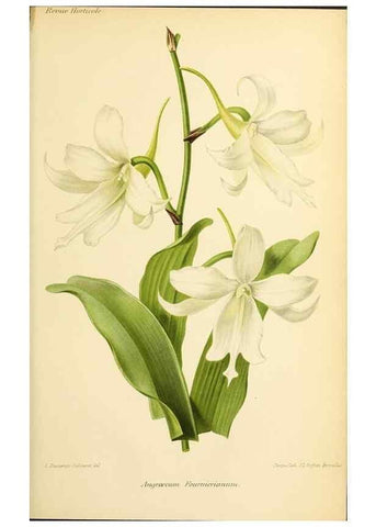 Reproducción/Reproduction 39739636553: Revue horticole.. Paris :Librairie agricole de la maison rustique,1829-1974.. 