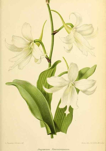 Reproducción/Reproduction 39739636553: Revue horticole.. Paris :Librairie agricole de la maison rustique,1829-1974.. 