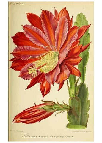 Reproducción/Reproduction 31763308877: Revue horticole.. Paris :Librairie agricole de la maison rustique,1829-1974.. 