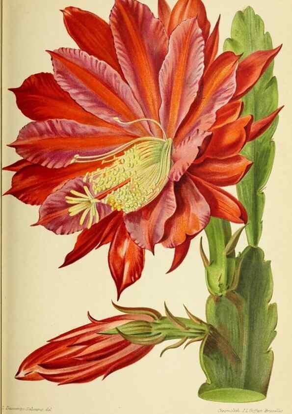 Reproducción/Reproduction 31763308877: Revue horticole.. Paris :Librairie agricole de la maison rustique,1829-1974.. 