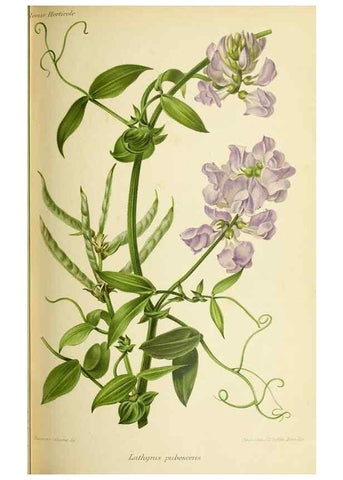 Reproducción/Reproduction 46651945552: Revue horticole.. Paris :Librairie agricole de la maison rustique,1829-1974.. 