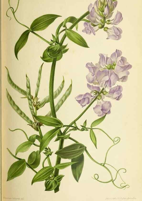 Reproducción/Reproduction 46651945552: Revue horticole.. Paris :Librairie agricole de la maison rustique,1829-1974.. 