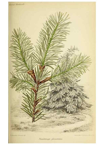 Reproducción/Reproduction 32829778508: Revue horticole.. Paris :Librairie agricole de la maison rustique,1829-1974.. 
