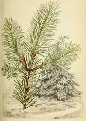 Reproducción/Reproduction 32829778508: Revue horticole.. Paris :Librairie agricole de la maison rustique,1829-1974.. 