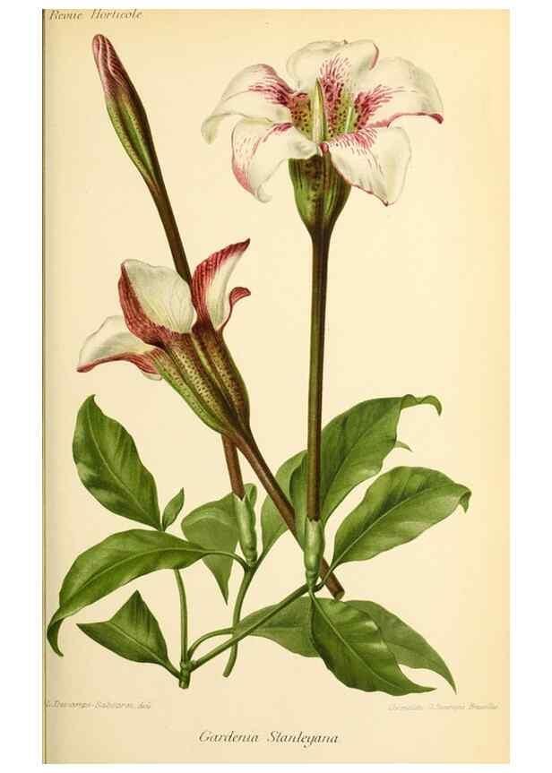 Reproducción/Reproduction 31763267427: Revue horticole.. Paris :Librairie agricole de la maison rustique,1829-1974.. 