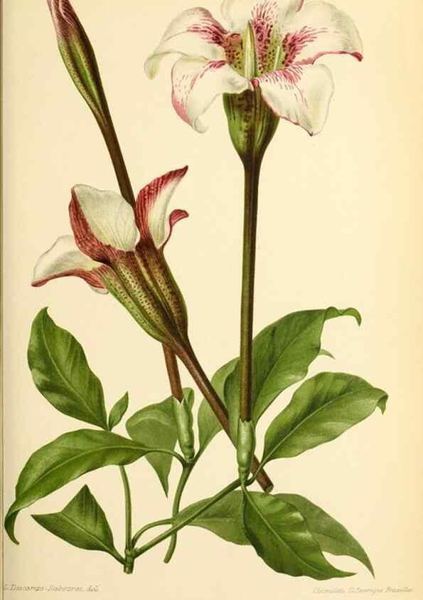 Reproducción/Reproduction 31763267427: Revue horticole.. Paris :Librairie agricole de la maison rustique,1829-1974.. 