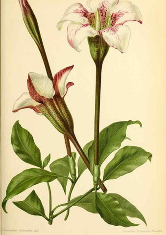 Reproducción/Reproduction 31763267427: Revue horticole.. Paris :Librairie agricole de la maison rustique,1829-1974.. 
