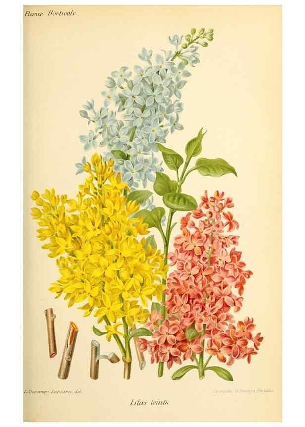 Reproducción/Reproduction 32829742378: Revue horticole.. Paris :Librairie agricole de la maison rustique,1829-1974.. 