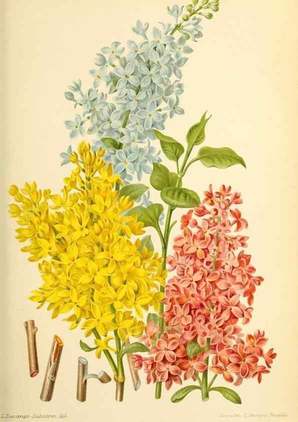 Reproducción/Reproduction 32829742378: Revue horticole.. Paris :Librairie agricole de la maison rustique,1829-1974.. 
