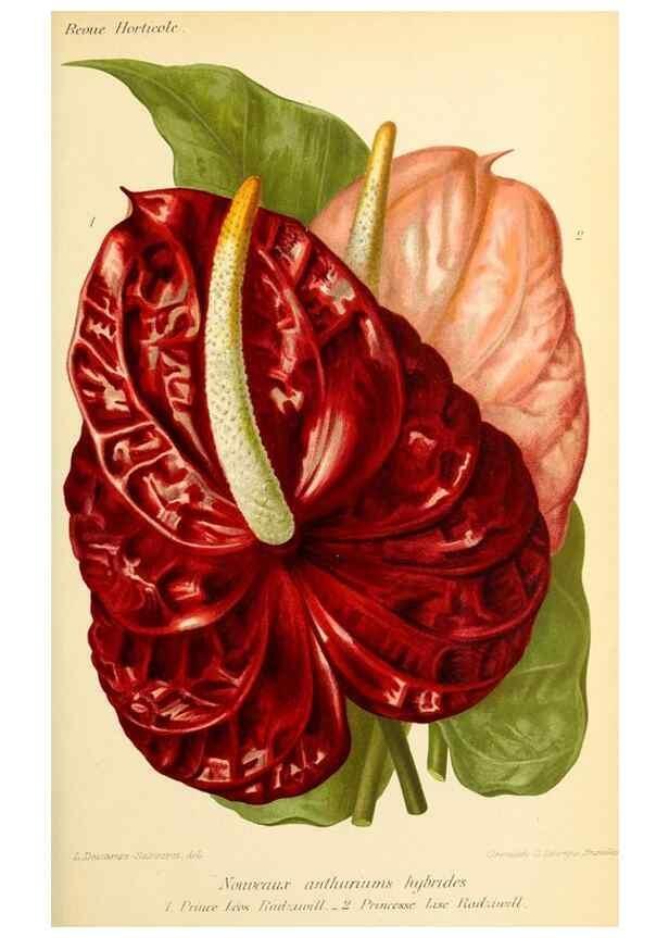 Reproducción/Reproduction 39739614483: Revue horticole.. Paris :Librairie agricole de la maison rustique,1829-1974.. 