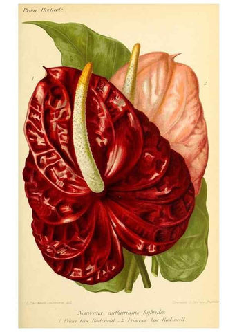 Reproducción/Reproduction 39739614483: Revue horticole.. Paris :Librairie agricole de la maison rustique,1829-1974.. 